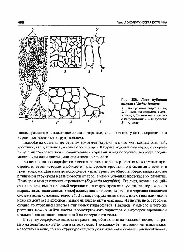  Коллектив авторов - Ботаника с основами фитоценологии. Анатомия и морфология растений - Страница № 489