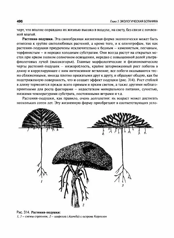  Коллектив авторов - Ботаника с основами фитоценологии. Анатомия и морфология растений - Страница № 497