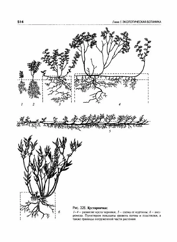  Коллектив авторов - Ботаника с основами фитоценологии. Анатомия и морфология растений - Страница № 515