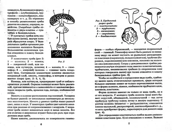 О. Щеголев - Выращивание грибов в домашних условиях - Страница № 4 О. Щеголев - Выращивание грибов в домашних условиях - Страница № 4