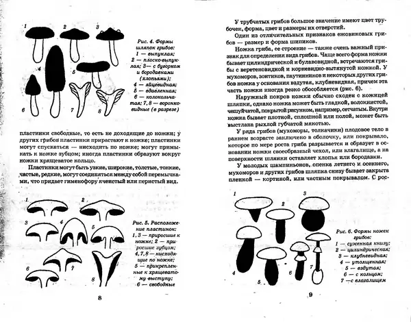 О. Щеголев - Выращивание грибов в домашних условиях - Страница № 5 О. Щеголев - Выращивание грибов в домашних условиях - Страница № 5
