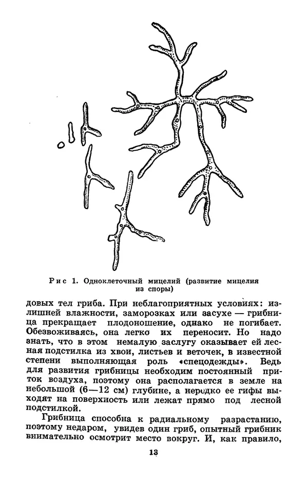 Н. Смирнов - Грибы сибирского леса - Страница № 14
