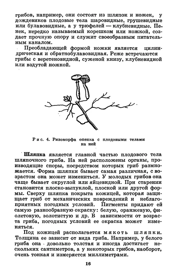 Н. Смирнов - Грибы сибирского леса - Страница № 17