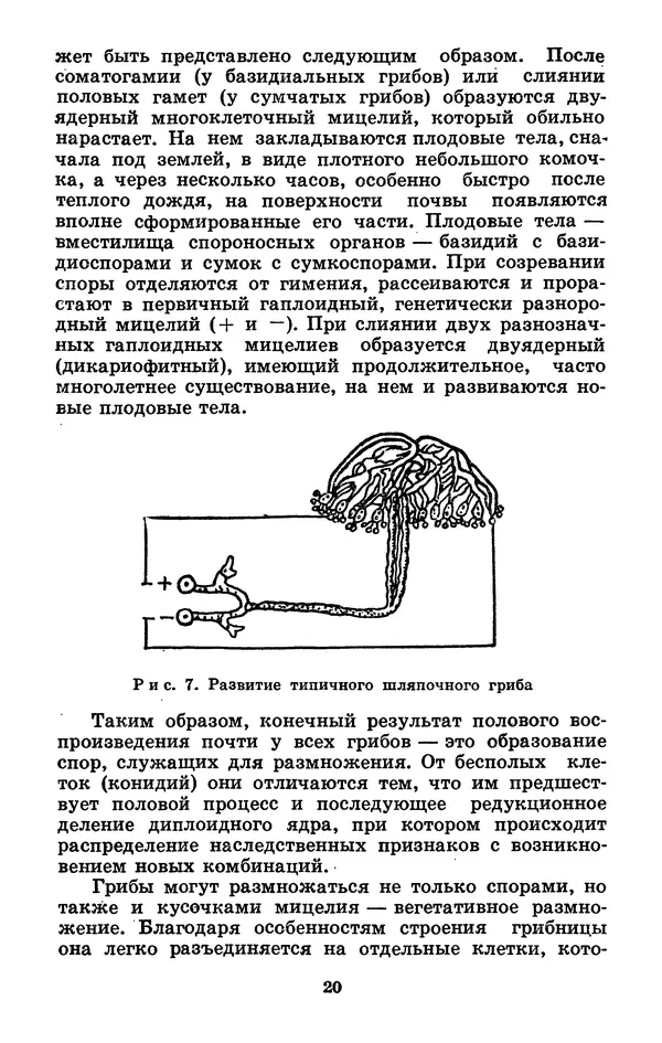 Н. Смирнов - Грибы сибирского леса - Страница № 21