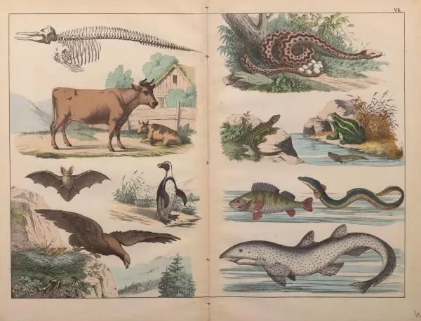 М. Яблонский - Миръ въ картинахъ - Страница № 44