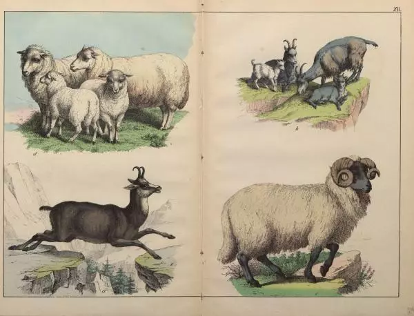 М. Яблонский - Миръ въ картинахъ - Страница № 54