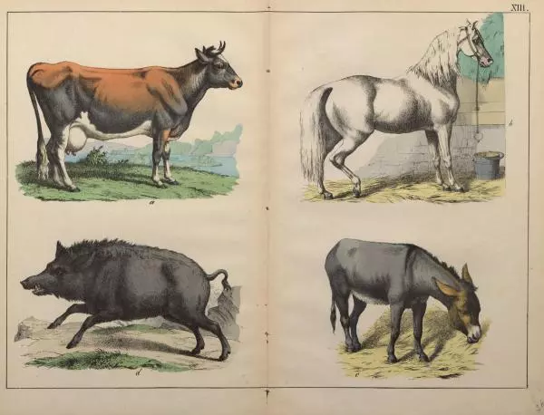 М. Яблонский - Миръ въ картинахъ - Страница № 56