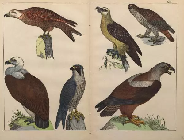 М. Яблонский - Миръ въ картинахъ - Страница № 58