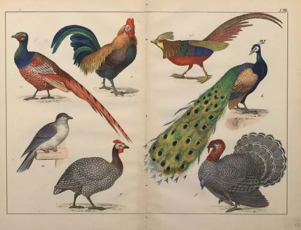 М. Яблонский - Миръ въ картинахъ - Страница № 66