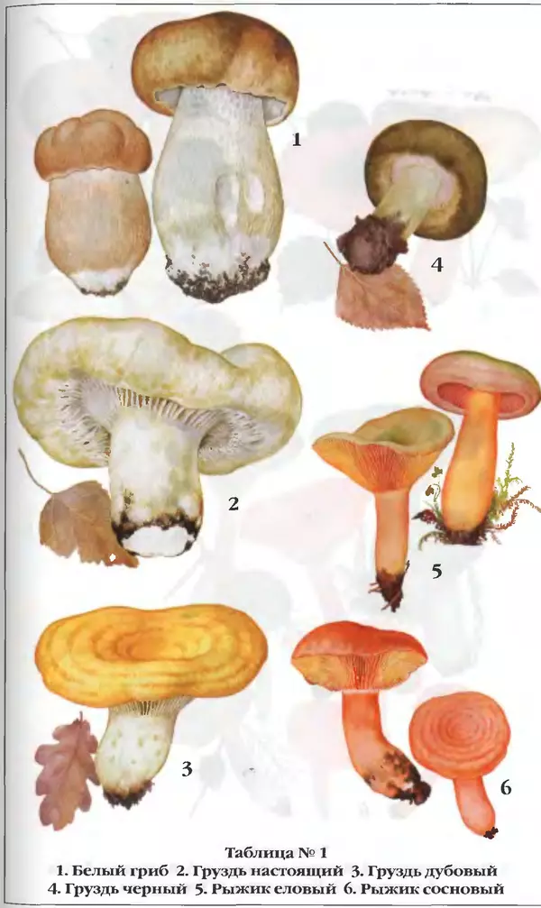 З. Клепинина - Справочник грибника - Страница № 256