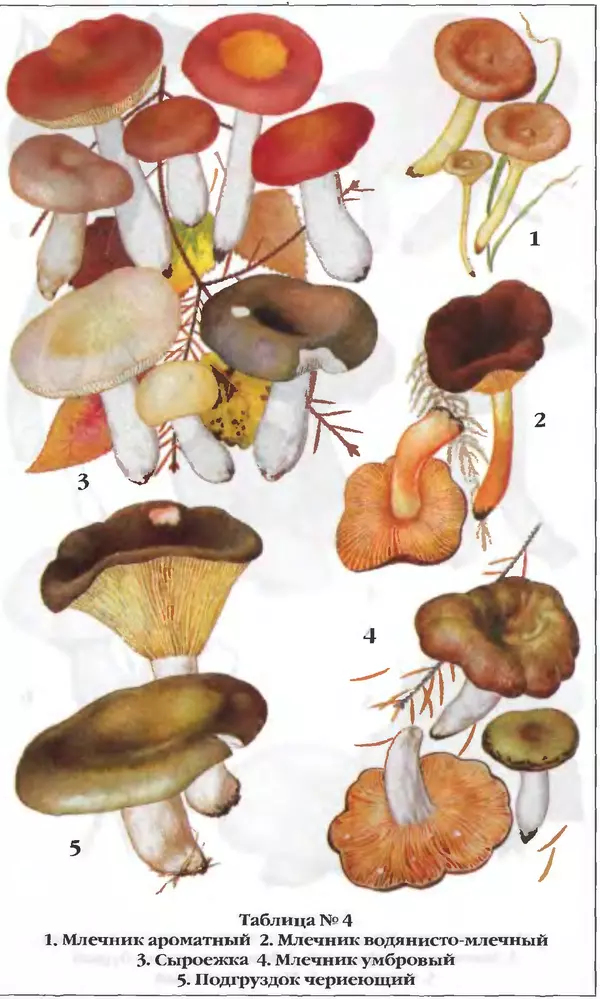 З. Клепинина - Справочник грибника - Страница № 259