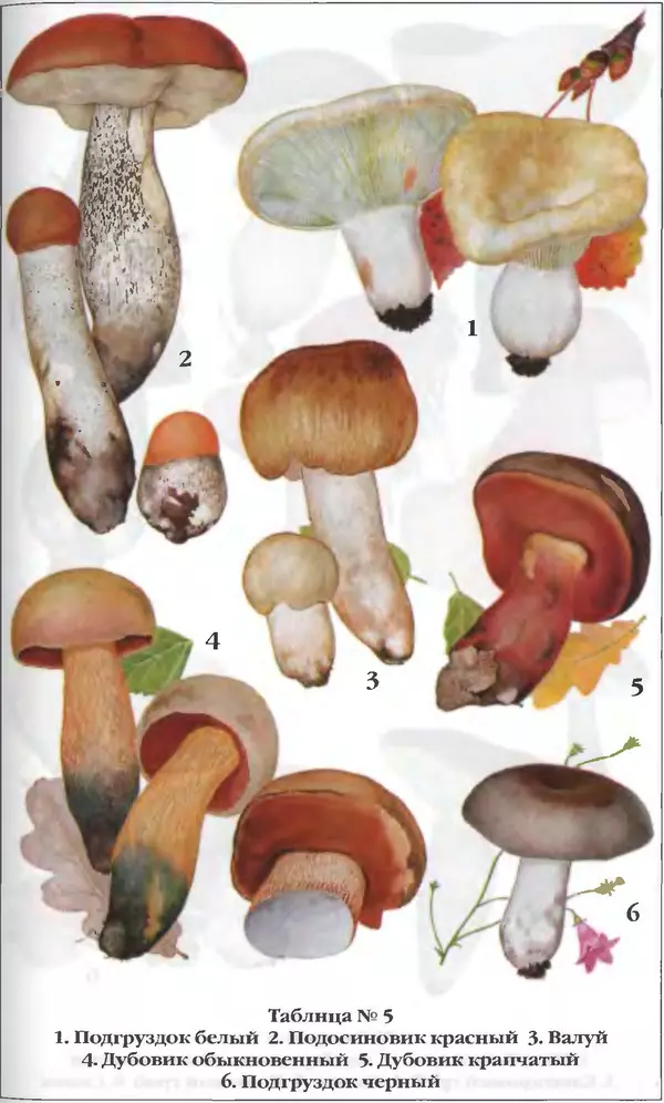 З. Клепинина - Справочник грибника - Страница № 260