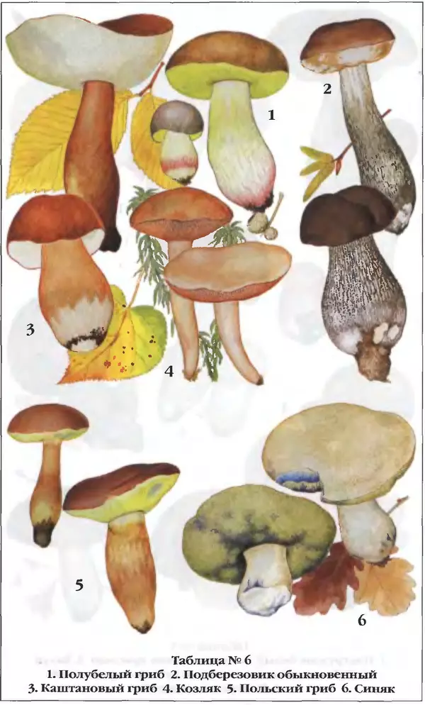 З. Клепинина - Справочник грибника - Страница № 261
