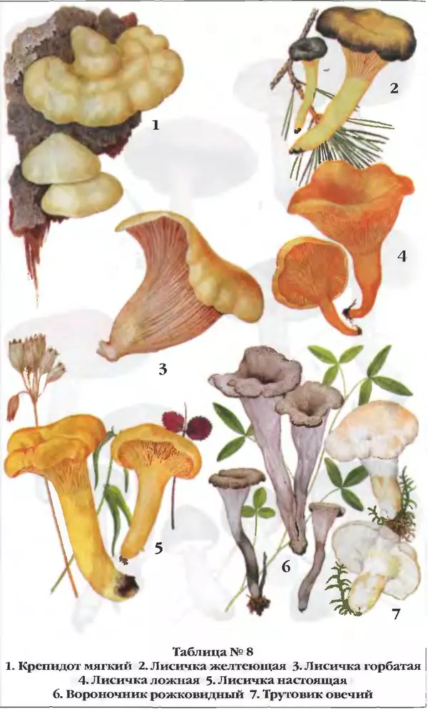 З. Клепинина - Справочник грибника - Страница № 263