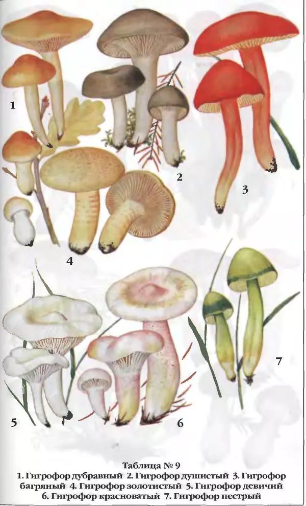 З. Клепинина - Справочник грибника - Страница № 264