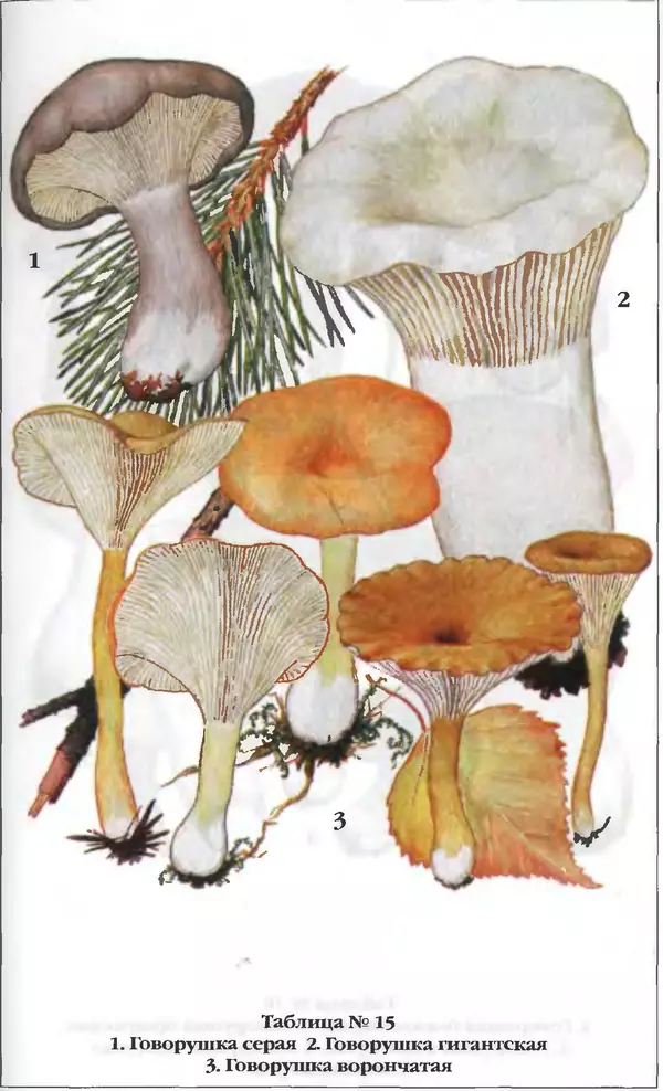 З. Клепинина - Справочник грибника - Страница № 270