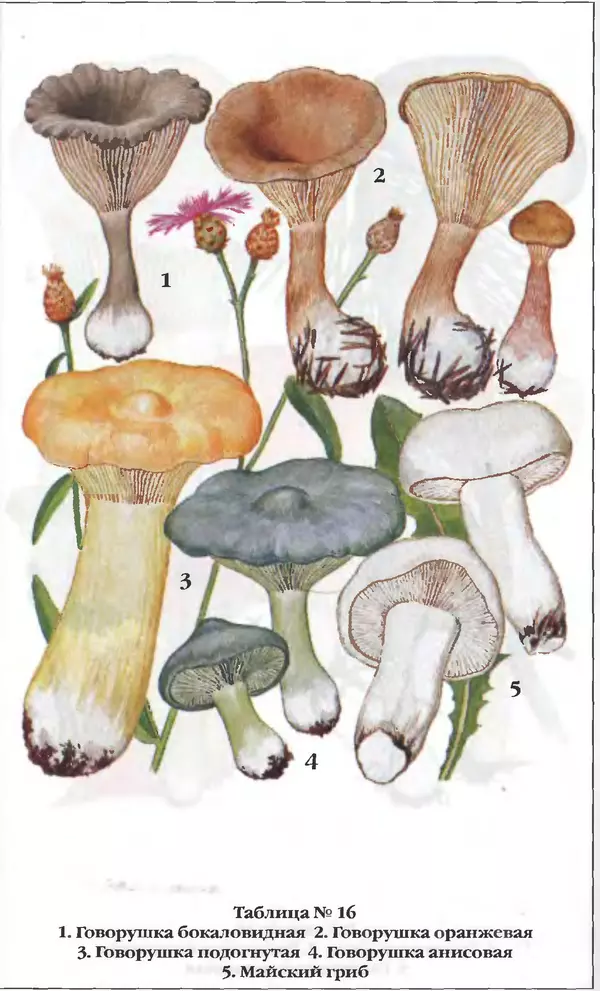 З. Клепинина - Справочник грибника - Страница № 271