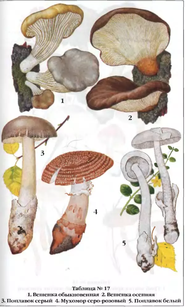 З. Клепинина - Справочник грибника - Страница № 272