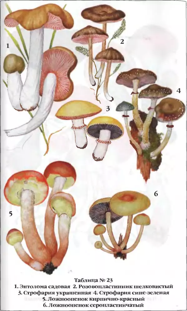 З. Клепинина - Справочник грибника - Страница № 278