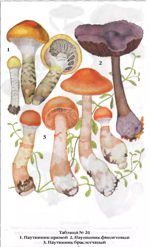 З. Клепинина - Справочник грибника - Страница № 279