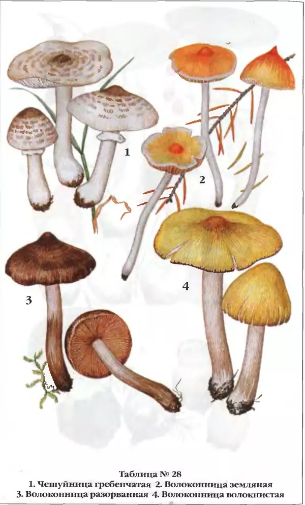 З. Клепинина - Справочник грибника - Страница № 283