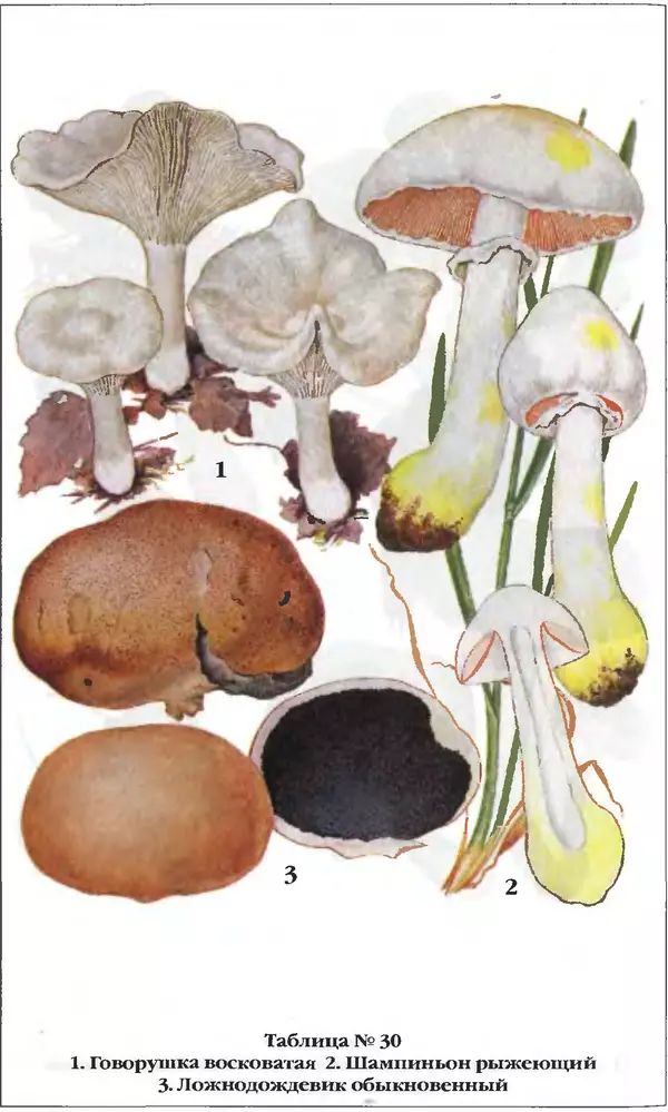 З. Клепинина - Справочник грибника - Страница № 285