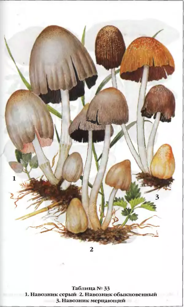 З. Клепинина - Справочник грибника - Страница № 288