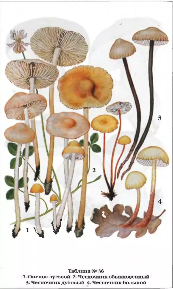 З. Клепинина - Справочник грибника - Страница № 291