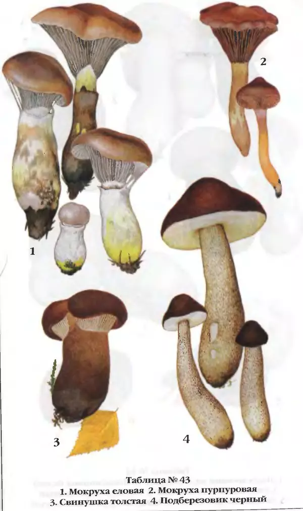 З. Клепинина - Справочник грибника - Страница № 298