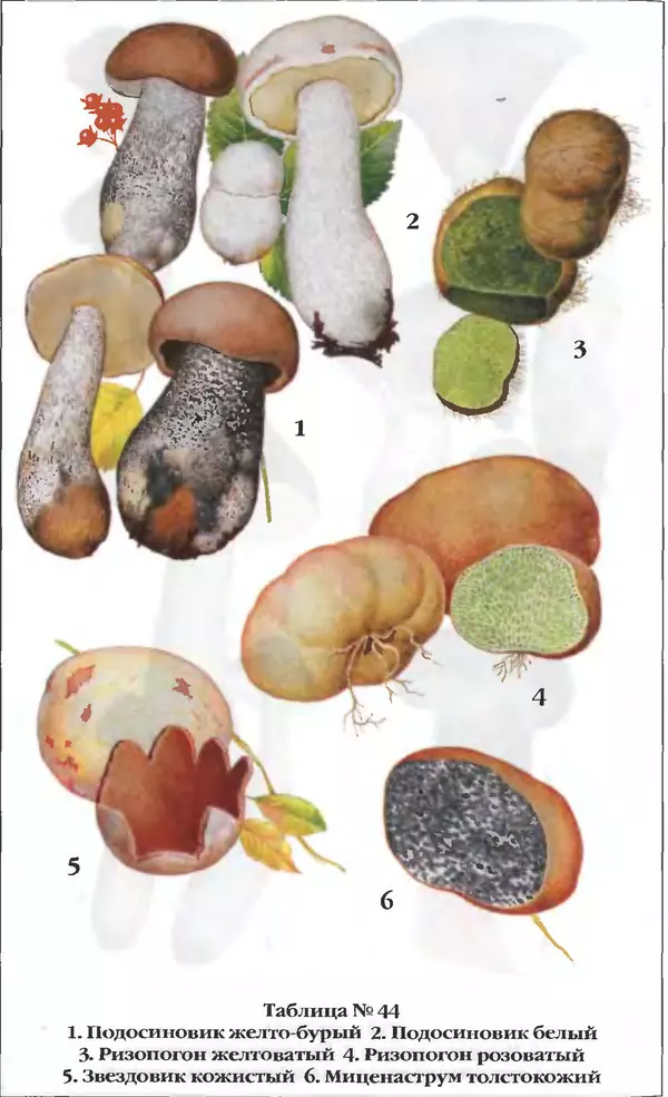 З. Клепинина - Справочник грибника - Страница № 299