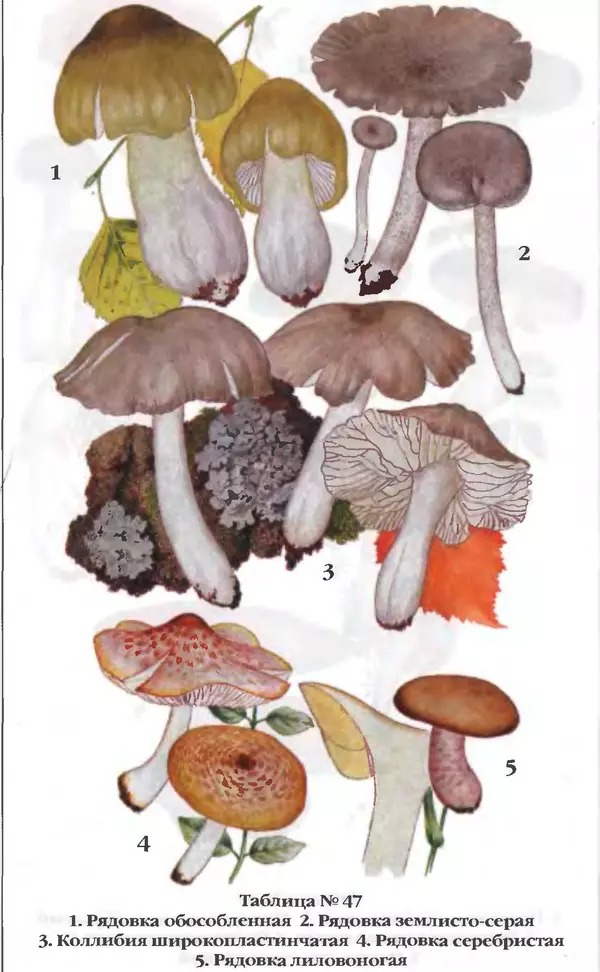 З. Клепинина - Справочник грибника - Страница № 302