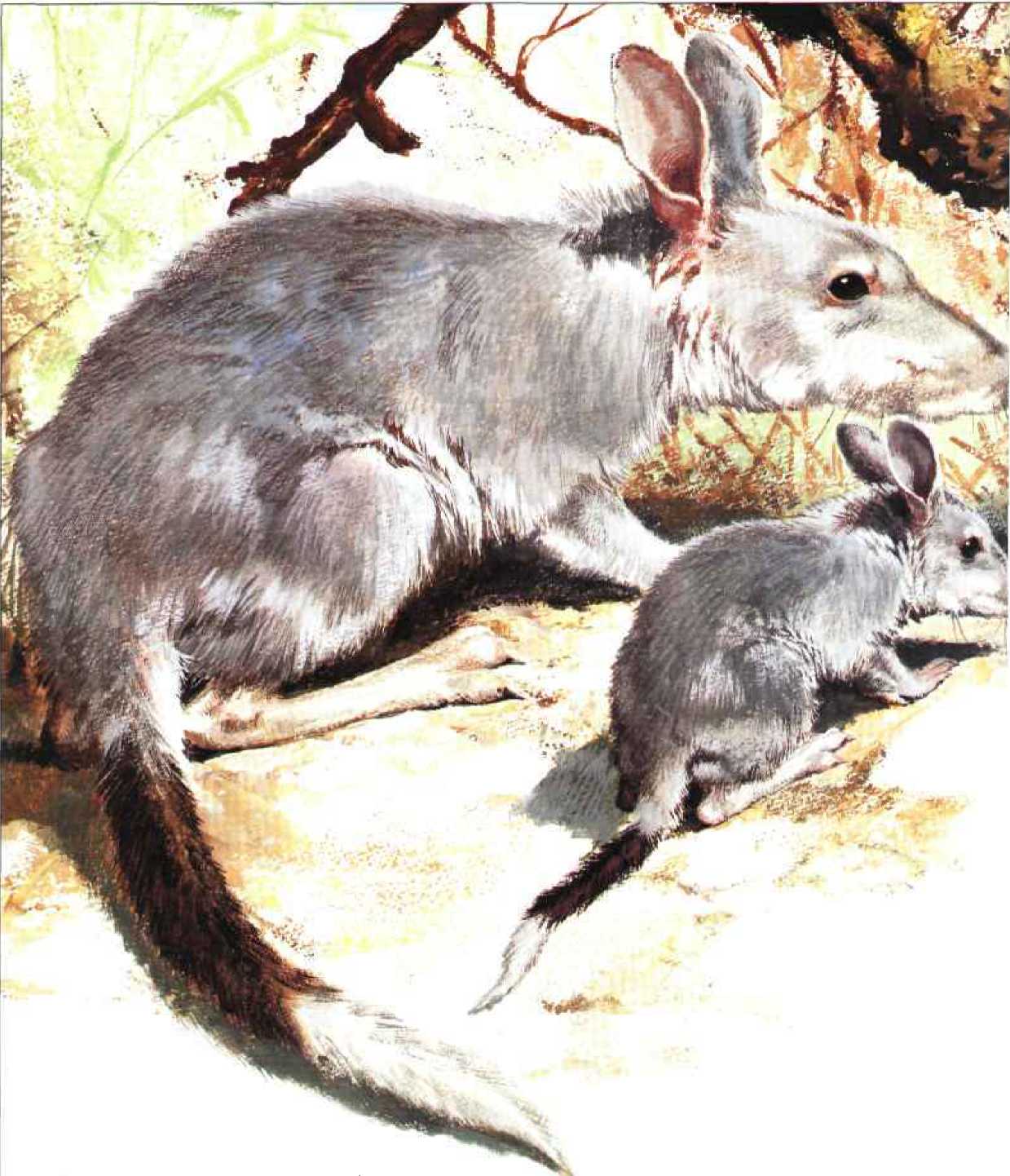 Животный мир Австралии. Коллектив авторов. Иллюстрация 19