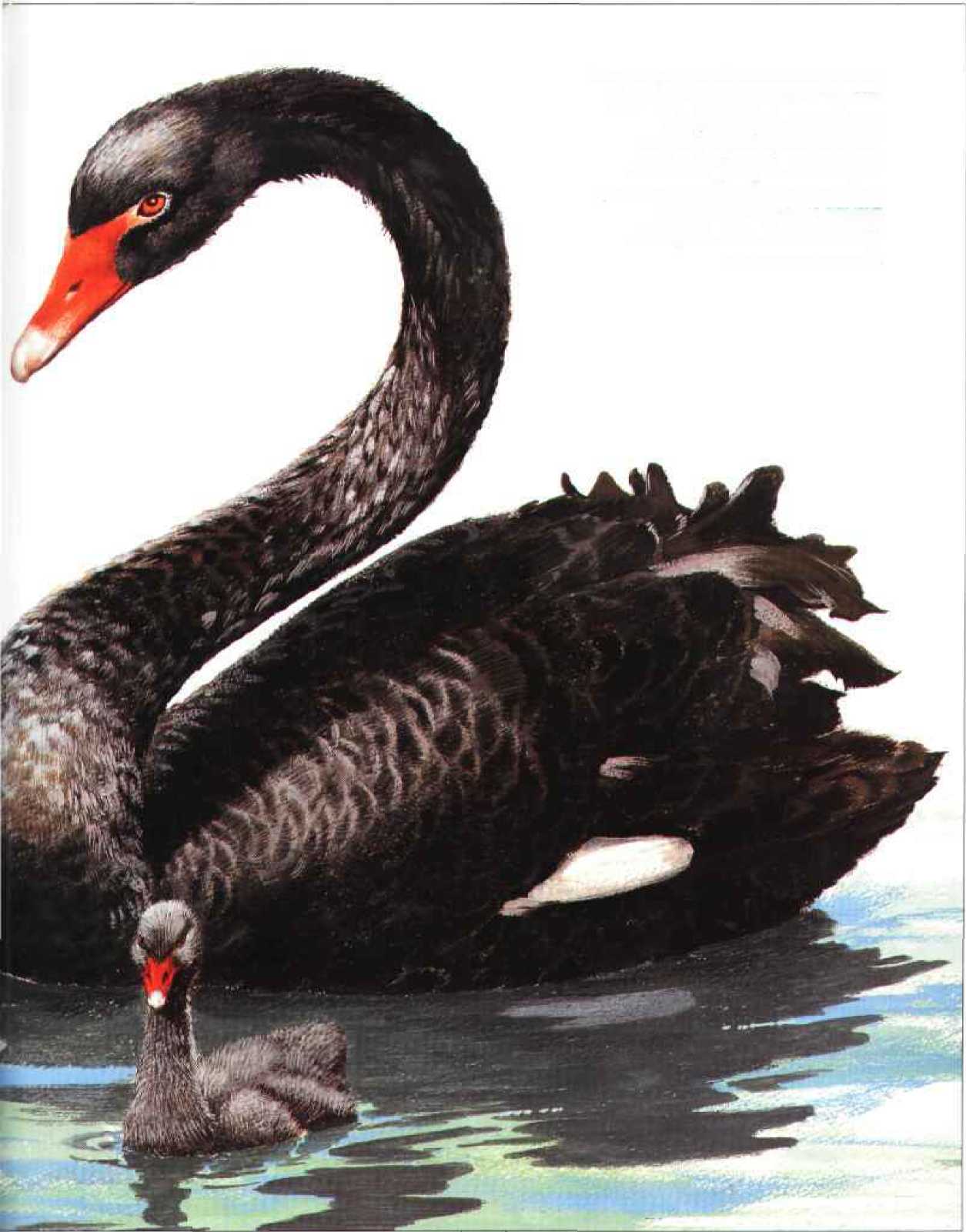 Вышивка крестом черные лебеди