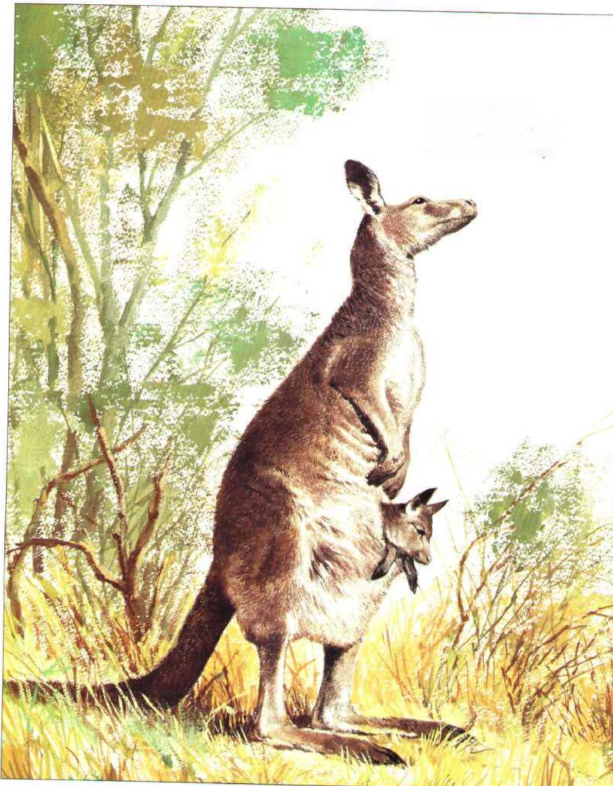 Животный мир Австралии. Коллектив авторов. Иллюстрация 37