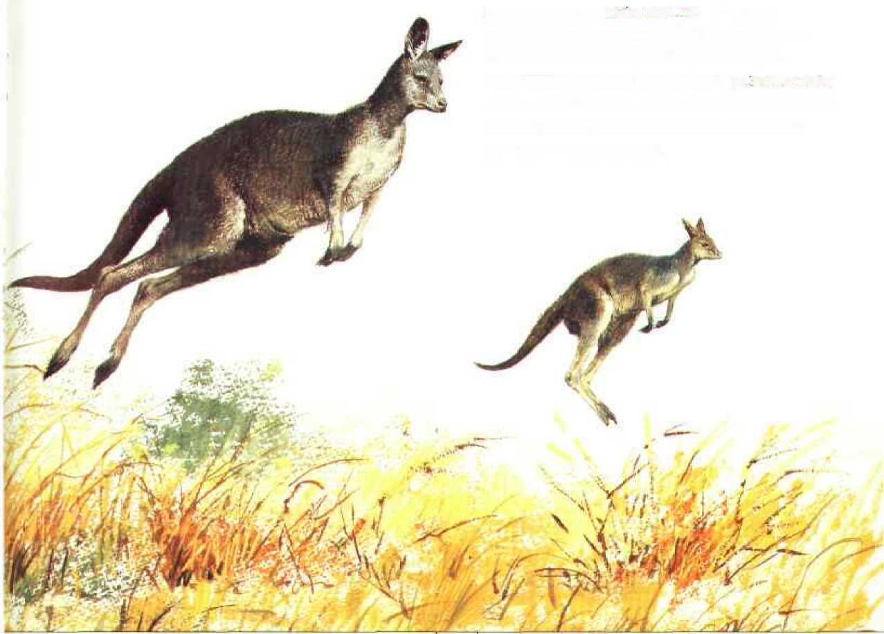 Животный мир Австралии. Коллектив авторов. Иллюстрация 38