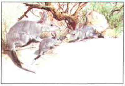 Животный мир Австралии. Коллектив авторов. Иллюстрация 73