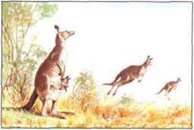 Животный мир Австралии. Коллектив авторов. Иллюстрация 82