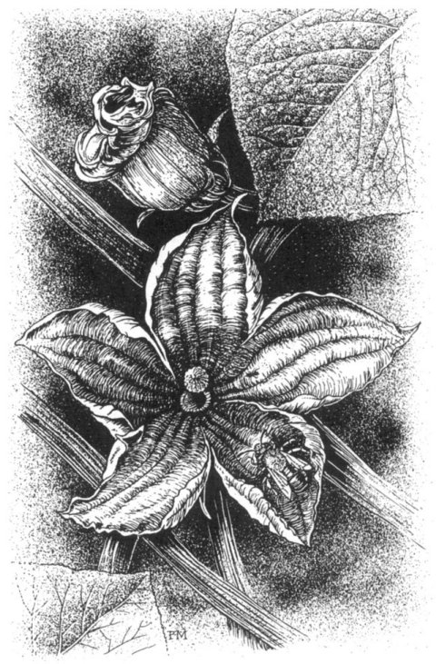 Орхидеи - Страница 30 - Флористика: популярный флористический форум