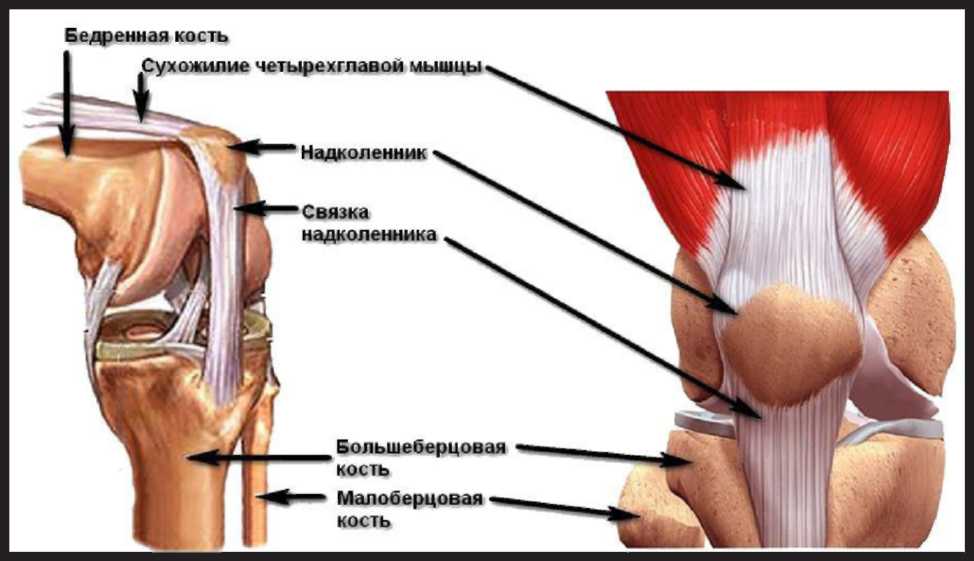 Боль коленной связки. Строение колена надколенник. Надколенник коленного сустава анатомия. Коленный сустав анатомия связки надколенника. Надколенник анатомия строение костей.