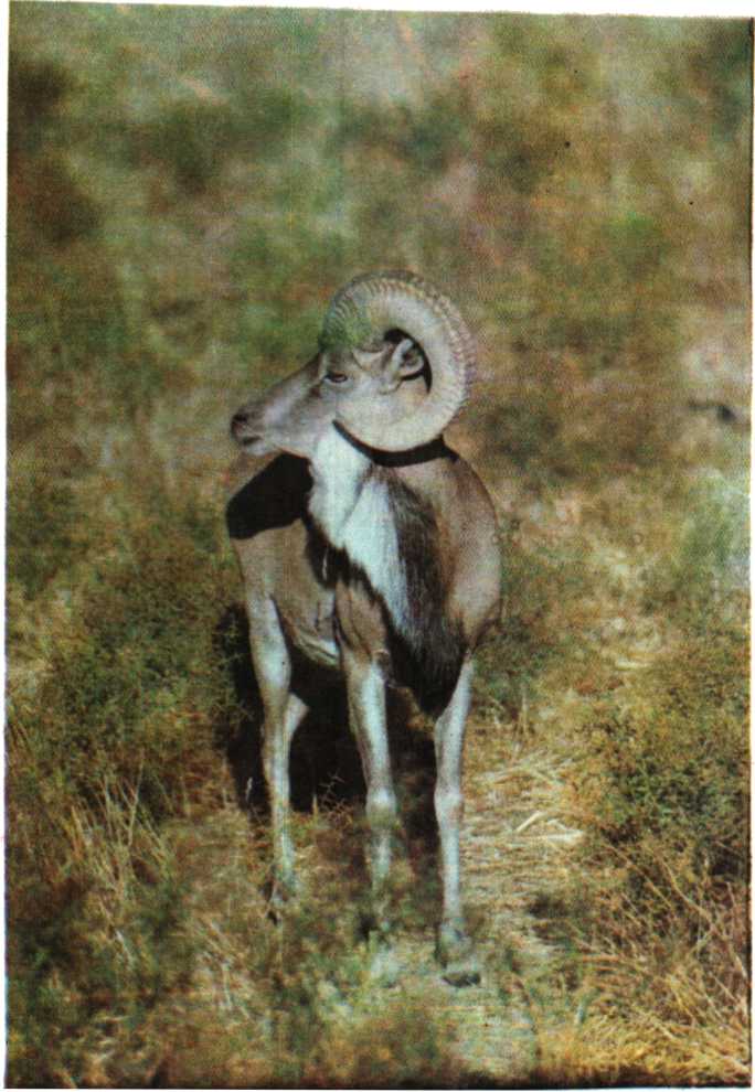 Красота солнечного края. Аннамухамед Клычев. Иллюстрация 123