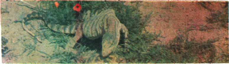 Красота солнечного края. Аннамухамед Клычев. Иллюстрация 39