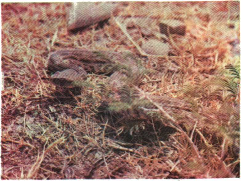 Красота солнечного края. Аннамухамед Клычев. Иллюстрация 132