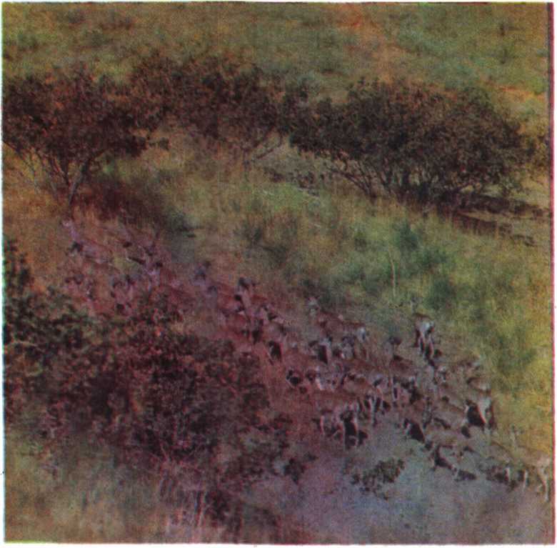 Красота солнечного края. Аннамухамед Клычев. Иллюстрация 145