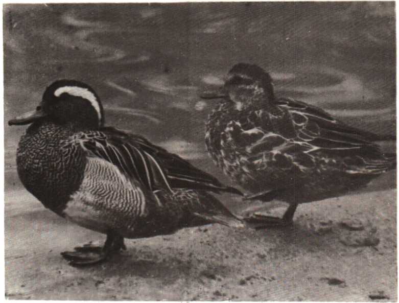 Красота солнечного края. Аннамухамед Клычев. Иллюстрация 168