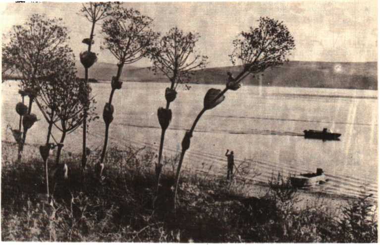 Красота солнечного края. Аннамухамед Клычев. Иллюстрация 44