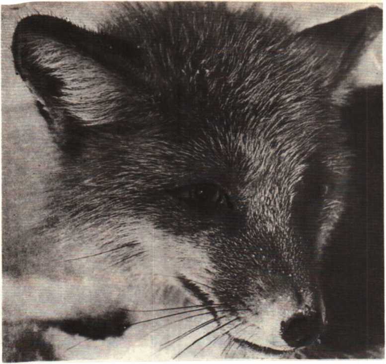 Красота солнечного края. Аннамухамед Клычев. Иллюстрация 174