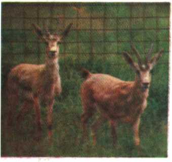 Красота солнечного края. Аннамухамед Клычев. Иллюстрация 24