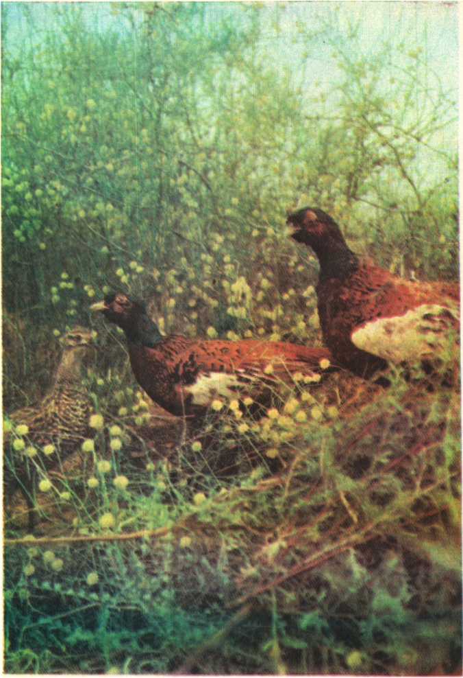 Красота солнечного края. Аннамухамед Клычев. Иллюстрация 68