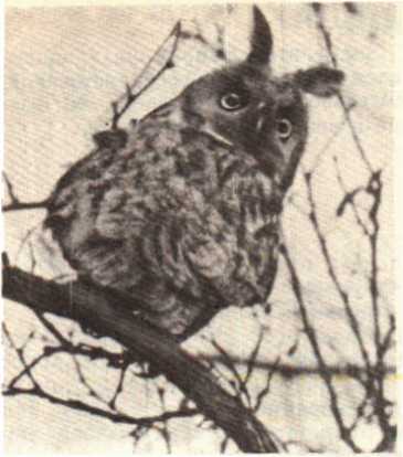 Красота солнечного края. Аннамухамед Клычев. Иллюстрация 83