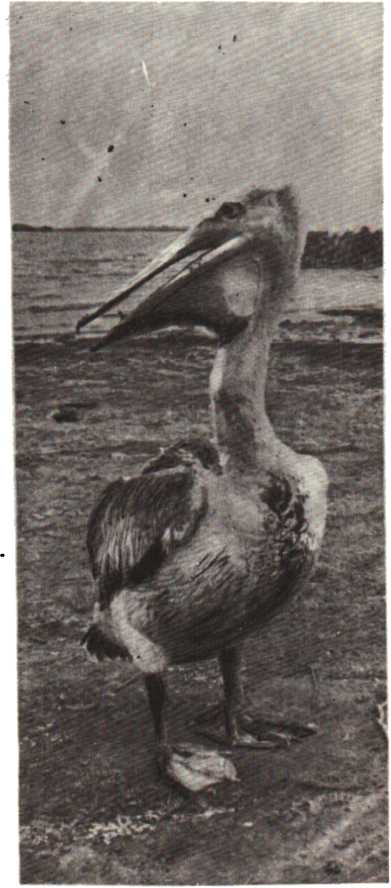 Красота солнечного края. Аннамухамед Клычев. Иллюстрация 90